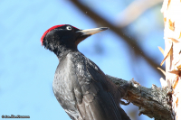 Dryocopus martius; Black woodpecker; Spillkråka
