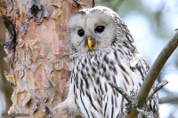 Strix uralensis; Ural owl; Slaguggla