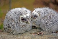 Strix aluco; Tawny owl; Kattuggla