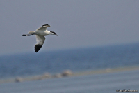 Recurvirostra avosetta; Pied avocet; Skärfläcka