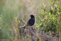 Turdus merula; Common blackbird; Koltrast