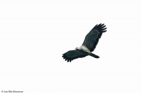 Polyboroides typus; African harrier-hawk; Afrikansk klätterhök