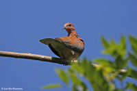 Spilopelia senegalensis; Laughing dove; Palmduva