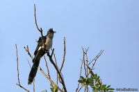 Clamator levaillantii; Levaillant's cuckoo; Strimmig skatgök