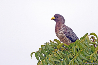 Crinifer piscator; Western plantain-eater; Västlig larmfågel
