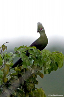 Tauraco persa; Guinea [Green] turaco; Guineaturako