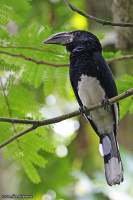 Bycanistes fistulator; Piping hornbill; Skriknäshornsfågel