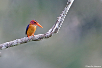 Ispidina [Ceyx] picta; African pygmy kingfisher; Pygmékungsfiskare