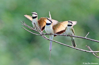 Merops albicollis; White-throated bee-eater; Vitstrupig biätare