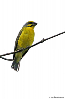Chritagra [Serinus] mozambicus; Yellow-fronted canary; Savannsiska