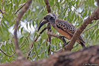 Lophoceros [Tockus] nasutus; African grey hornbill; Gråtoko
