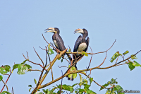 Lophoceros fasciatus; African pied hornbill; Palmtoko