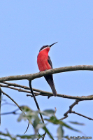 Merops malimbicus; Rosy bee-eater; Rosenbiätare