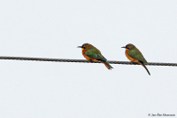 Merops pusillus; Little bee-eater; Dvärgbiätare