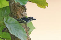 Pogoniulus bilineatus; Yellow-rumped tinkerbird; Gulgumpad dvärgbarbett