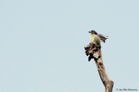 Pogoniulus subsulphureus; Yellow-throated tinkerbird; Gulstrupig dvärgbarbett