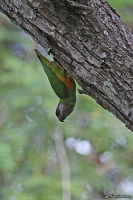 Poicephalus senegalus; Senegal parrot; Senegalpapegoja