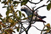 Psittacus erithacus; Gray parrot; Gråjako