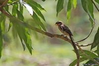 Corvinella corvina; Yellow-billed shrike; Gulnäbbad törnskata