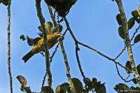 Calyptocichla serinus; Golden greenbul; Gyllengrönbulbyl