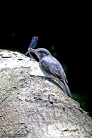 Muscicapa cassini; Cassin's flycatcher; Flodflugsnappare