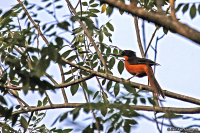 Cossypha albicapillus; White-crowned robin-chat; Vitkronad snårskvätta