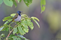 Anabathmis-reichenbachii; Reichenbach's sunbird; Reichenbachsolfågel