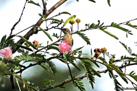 Cinnyris coccinigaster; Splendid sunbird; Regnbågssolfågel