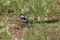 Vidua macroura; Pin-tailed whydah; Dominikaneränka