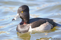 Aythya collaris; Ring-necked duck; Ringand