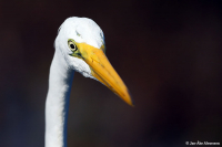 Ardea alba; Great white egret [heron]; Ägretthäger