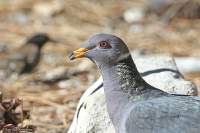 Patagioenas fasciata; Band-tailed pigeon; Bandstjärtduva