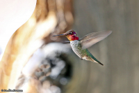 Calypte anna; Anna's hummingbird; Annas kolibri