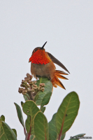 Selasphorus sasin; Allen's hummingbird; Allens kolibri