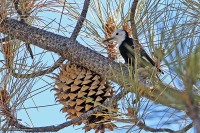 Picoides albolarvatus; White-headed woodpecker; Vithuvad hackspett