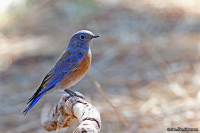 Sialia mexicana; Western bluebird; Västsialia