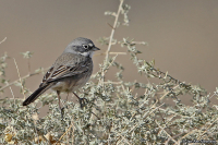 Artemisiospiza belli; Bell's sparrow; Bellsparv