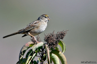 Zonotrichia atricapilla; Golden-crowned sparrow; Gulkronad sparv