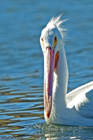 Pelecanus erythrorhynchos; American white pelican; Hornpelikan