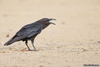 Corvus ruficollis; Brown-necked raven; Ökenkorp