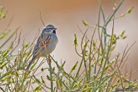 Passer moabiticus; Dead Sea sparrow; Tamarisksparv