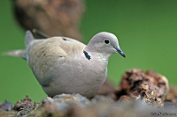 Streptopelia decaocto; Eurasian collared dove; Turkduva