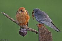 Falco vespertinus; Red-footed falcon; Aftonfalk