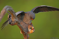 Falco vespertinus; Red-footed falcon; Aftonfalk