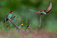 Merops apiaster; European bee-eater; Biätare