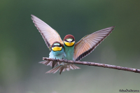 Merops apiaster; European bee-eater; Biätare