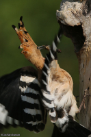 Upupa epops; Eurasian hoopoe; Härfågel