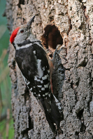 Dendrocoptes medius; Middle spotted woodpecker; Mellanspett