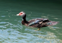 Cairina moschata; Muscovy duck; Myskand