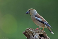 Coccothraustes coccothraustes; Hawfinch; Stenknäck